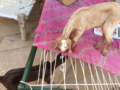 Baby goats nibbling on the bed strings